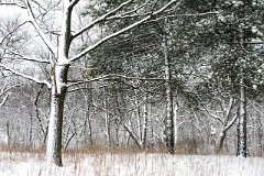 photo 0308
